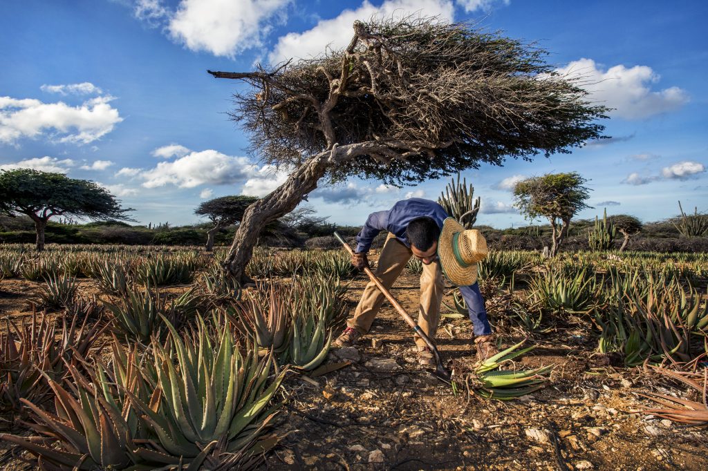 Campo Aloe Aruba