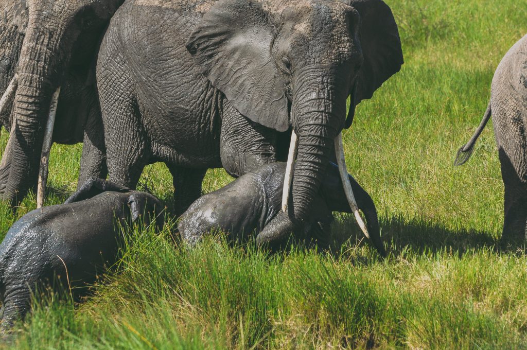 Serengeti National Park 1